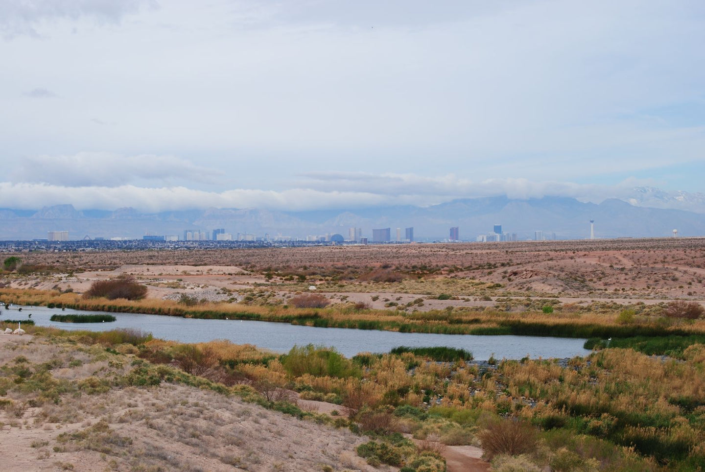 Solo Media Group - Shopify Platinum Partner - Agency Henderson, NV