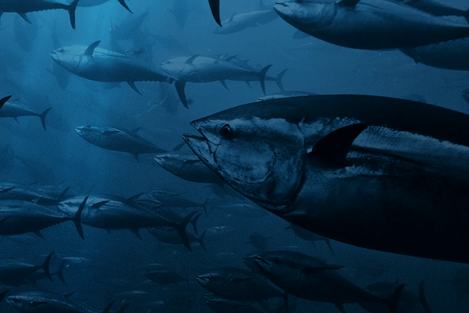 Wild Planet Foods...