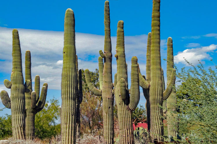 Solo Media Group - Shopify Platinum Partner - Agency Gilbert, AZ