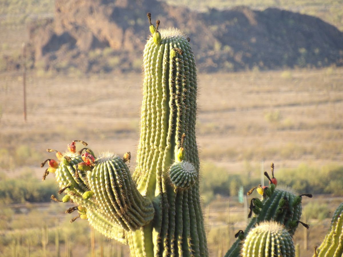 Solo Media Group - Shopify Platinum Partner - Agency Peoria, AZ