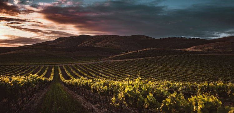 Solo Media Group - Shopify Platinum Partner - Agency Santa Maria, CA