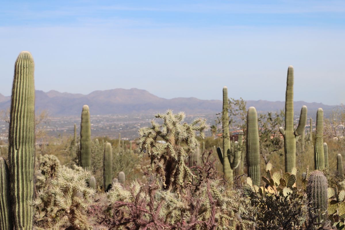 Solo Media Group - Shopify Platinum Partner - Agency Tucson, AZ